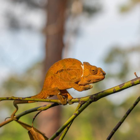 Photo for Brown Chameleon on a branch with trees in background, Madagascar, Africa. - Royalty Free Image