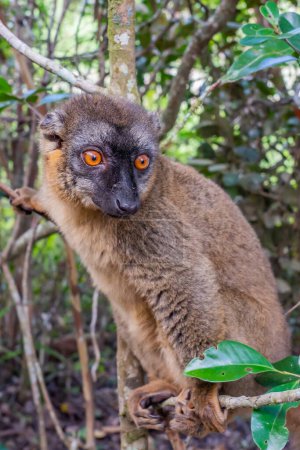 Foto de Retrato de un maki Lemur marrón un primer plano del lémur en el bosque de Madagascar, vertical - Imagen libre de derechos