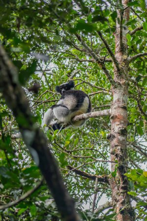 Foto de Lémur endémico Indri sentado en los árboles en su hábitat natural en el Parque Nacional Andasibe, Madagascar - Imagen libre de derechos