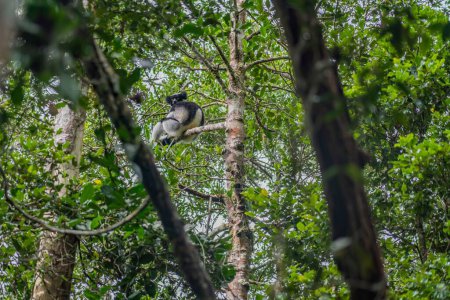 Photo for Endemic Indri lemur sitting in the trees at them natural habitat in Andasibe National Park, Madagascar - Royalty Free Image