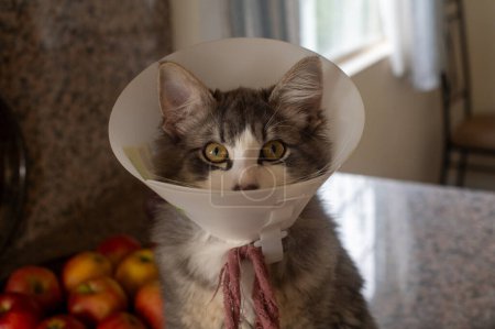 cat in a medical clinic