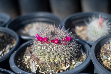Téléchargez les photos : Cactus en fleurs dans une ferme de cactus - en image libre de droit