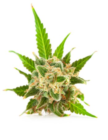 Foto de Flor medicinal de marihuana con tricomas y pelos y hojas naranjas - Imagen libre de derechos