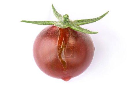 Foto de Tomate cherry negro fresco maduro agrietado con pedúnculo verde y gota de jugo aislado en blanco - Imagen libre de derechos