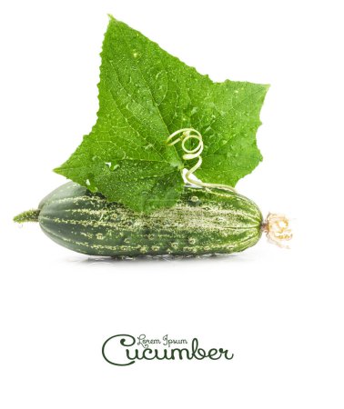 Photo for Cucumber and leaf with spiral tendril isolated on white background - Royalty Free Image
