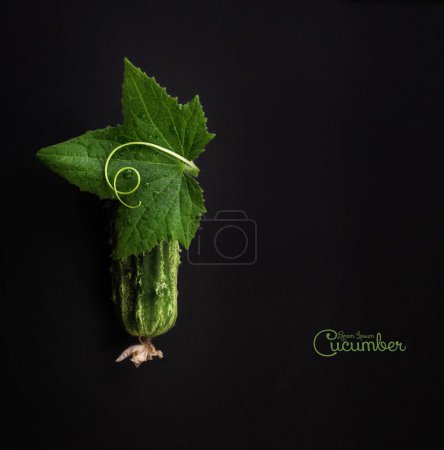 Photo for Cucumber and leaf with spiral tendril on black background - Royalty Free Image
