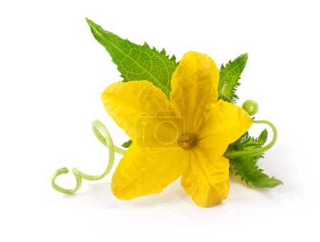 Téléchargez les photos : Fleur de concombre avec vrille spirale rampante sur isolée sur blanc - en image libre de droit