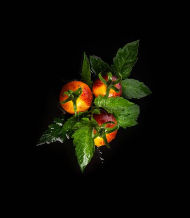Téléchargez les photos : Tomates jaunes rayées rouges sur fond noir humide avec des gouttes d'eau - en image libre de droit