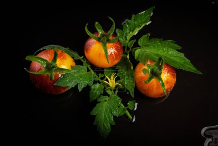 Foto de Tomates a rayas rojos amarillos húmedos sobre fondo negro - Imagen libre de derechos