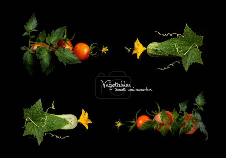 Photo for Cucumber and tomatoes with flowers, leaves and spiral tendril on black background - Royalty Free Image