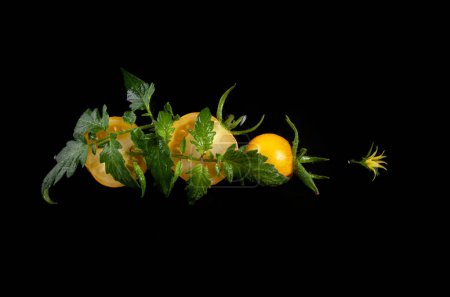 Photo for Wet yellow tomatoes with flower and leaf on black background - Royalty Free Image