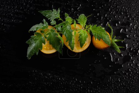 Foto de Hoja de tomate amarillo húmedo sobre fondo negro - Imagen libre de derechos