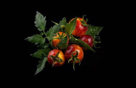 Foto de Tomates a rayas rojos amarillos húmedos sobre fondo húmedo negro con gotas de agua - Imagen libre de derechos
