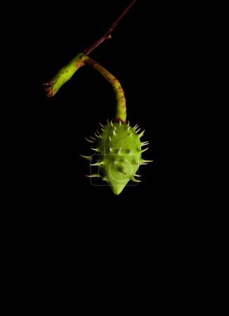 Foto de Fruto de castaño verde joven aislado sobre fondo negro - Imagen libre de derechos