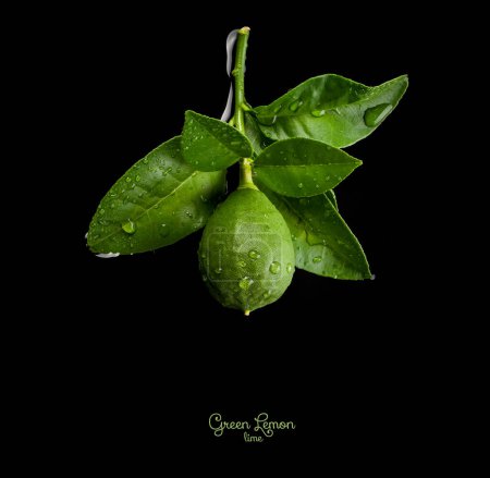 Foto de Limón verde o lima en rama de árbol con hojas verdes aisladas sobre fondo negro - Imagen libre de derechos