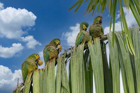 Foto de Red-bellied Macaw, Orthopsittaca Manilata, green colored parrot bird with yellow head and red belly, palm lagoon Lagoa Das Araras, Bom Jardim, Nobres, Mato Grosso, Brazil, South America - Imagen libre de derechos