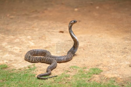 Foto de La cobra es el nombre común de algunos elápidos capaces de ensanchar las costillas para formar la famosa capucha. - Imagen libre de derechos