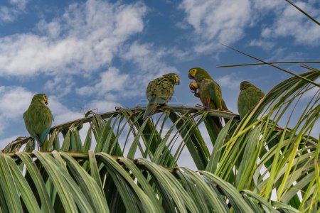 Foto de Red-bellied Macaw, Orthopsittaca Manilata, green colored parrot bird with yellow head and red belly, palm lagoon Lagoa Das Araras, Bom Jardim, Nobres, Mato Grosso, Brazil, South America - Imagen libre de derechos