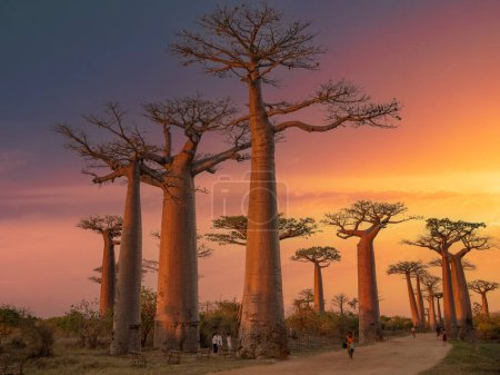 Beaux baobabs au coucher du soleil sur l'avenue des baobabs à Madagascar