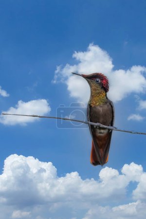 Foto de Ruby-topaz hummingbird (Chrysolampis mosquitus) bird in flight. Hummingbird flying with blurred green background. . Wildlife scene from nature. Birdwatching in Trinidad and Tobago. - Imagen libre de derechos