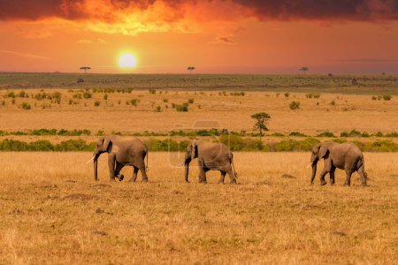 Téléchargez les photos : Clsoe up of African Bush Elephants walking on the road in wildlife reserve. Maasai Mara, Kenya, Africa. (Loxodonta africana) - en image libre de droit