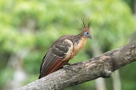 Photo for Hoatzin (Opisthocomus hoazin) with crest raised in the Amazon rainforest at Lake Sandoval, Peru, South America. - Royalty Free Image
