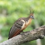 Hoatzin (Opisthocomus hoazin) with crest raised in the Amazon rainforest at Lake Sandoval, Peru, South America.