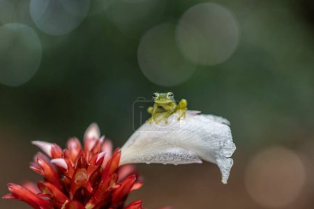Téléchargez les photos : Grenouille de verre réticulée - Hyalinobatrachium valerioi, belle petite grenouille verte et jaune des forêts d'Amérique centrale, Costa Rica
. - en image libre de droit