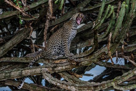 Foto de Leopardo africano masculino (Panthera pardus) en árbol en Sudáfrica - Imagen libre de derechos