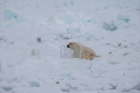 Téléchargez les photos : Ours blanc (Ursus maritimus) Spitzberg Océan Nord - en image libre de droit