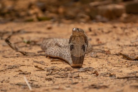 Foto de La cobra es el nombre común de algunos elápidos capaces de ensanchar las costillas para formar la famosa capucha. - Imagen libre de derechos