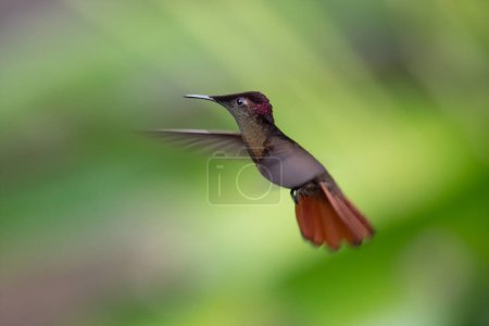 Téléchargez les photos : Ruby-topaz hummingbird (Chrysolampis mosquitus) bird in flight. Hummingbird flying with blurred green background. . Wildlife scene from nature. Birdwatching in Trinidad and Tobago. - en image libre de droit