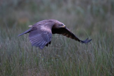 Photo for Birds of prey - Common Buzzard (Buteo buteo) - Royalty Free Image