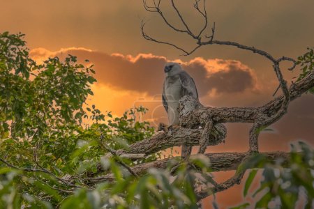 Téléchargez les photos : L'aigle harpie (Harpia harpyja) avec le bokeh vert de la nature comme arrière-plan - en image libre de droit
