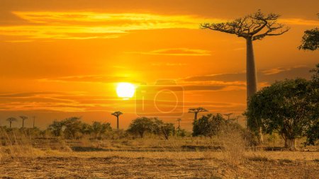 Téléchargez les photos : Beaux baobabs au coucher du soleil sur l'avenue des baobabs à Madagascar - en image libre de droit