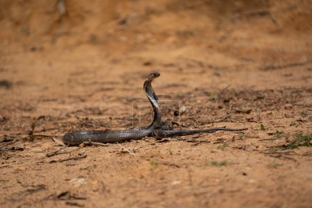 Photo for The cobra is the common name of some elapids able to widen the ribs to form the famous hood. - Royalty Free Image