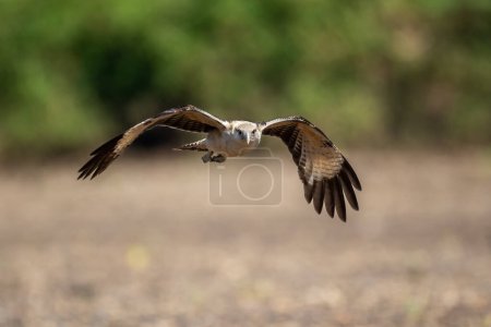 Photo for The osprey or more specifically the western osprey (Pandion haliaetus) - Royalty Free Image