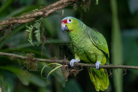 Rotlappen-Papagei, Amazona autumn nalis, Porträt eines hellgrünen Papageien mit rotem Kopf, Costa Rica. Detail Nahaufnahme Porträt des Vogels. Vogel und rosa Blume. Tierwelt aus der tropischen Natur