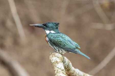 Photo for Belted Kingfisher Portrait in Pennsylvania - Royalty Free Image