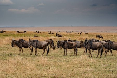 Foto de Wildebeest migration, Serengeti National Park, Tanzania, Africa - Imagen libre de derechos
