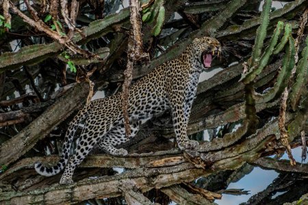 Leopardo africano masculino (Panthera pardus) en árbol en Sudáfrica
