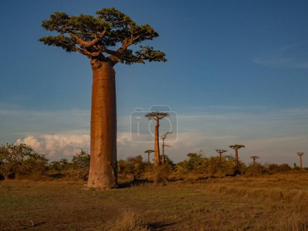 Foto de Hermosos árboles de Baobab al atardecer en la avenida de los baobabs en Madagascar - Imagen libre de derechos