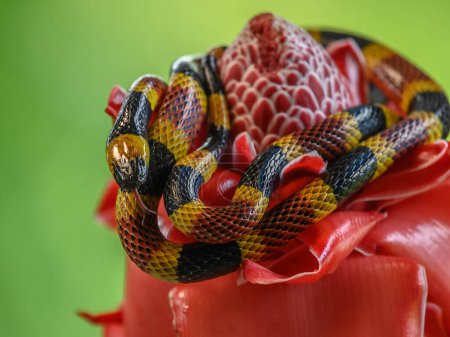 Foto de Serpiente de coral costarricense serpiente común distribuida desde el este y sureste del Caribe en Nicaragua hasta el Caribe en Panamá. En Costa Rica se encuentra en las selvas tropicales y subtropicales - Imagen libre de derechos