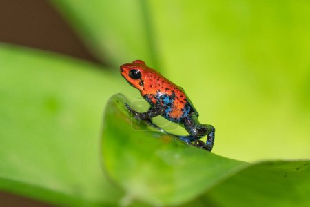 Téléchargez les photos : Red Poison Dart Frog - Oophaga pumilio, belle grenouille à pattes rouges et bleues de la forêt de Cental America, Costa Rica
. - en image libre de droit