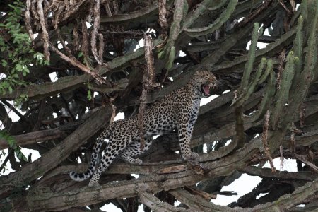 Foto de Leopardo africano masculino (Panthera pardus) en árbol en Sudáfrica - Imagen libre de derechos