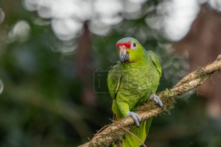 Photo for Red-lored Parrot, Amazona autumnalis, portrait of light green parrot with red head, Costa Rica. Detail close-up portrait of bird. Bird and pink flower. Wildlife scene from tropical nature - Royalty Free Image