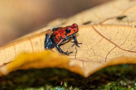 Foto de Red Poison Dart Frog - Oophaga pumilio, hermosa rana de patas azules rojas del bosque de Cental America, Costa Rica
. - Imagen libre de derechos