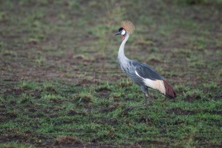 Photo for Grey crowned crane in natural habitat (balearica regulorum) - Royalty Free Image