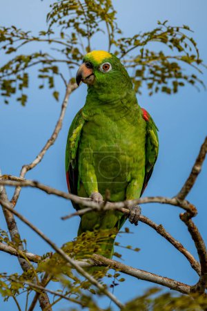 Foto de Yellow-crowned Amazon - Amazona ochrocephala columbia. - Imagen libre de derechos