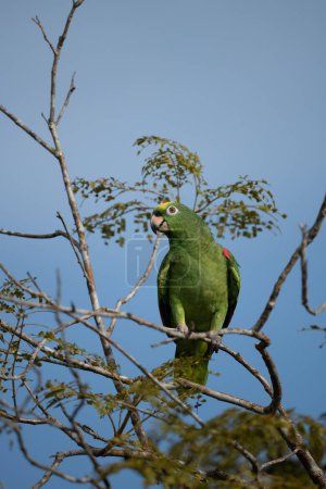 Foto de Yellow-crowned Amazon - Amazona ochrocephala columbia. - Imagen libre de derechos